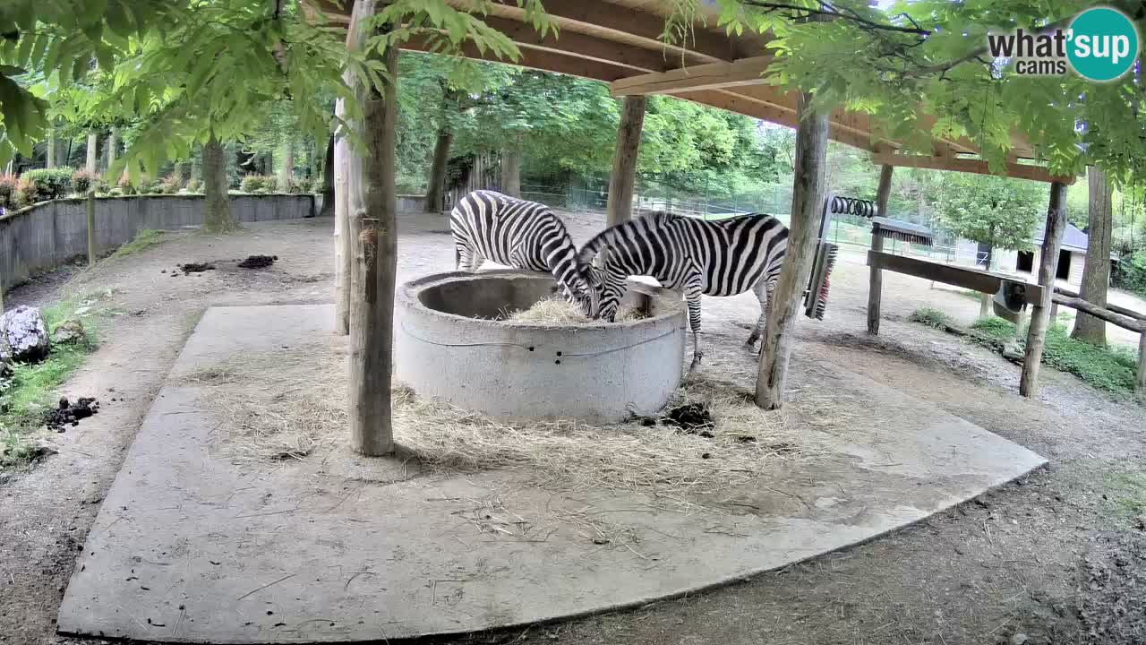Live webcam Zebras in Ljubljana ZOO – Slovenia