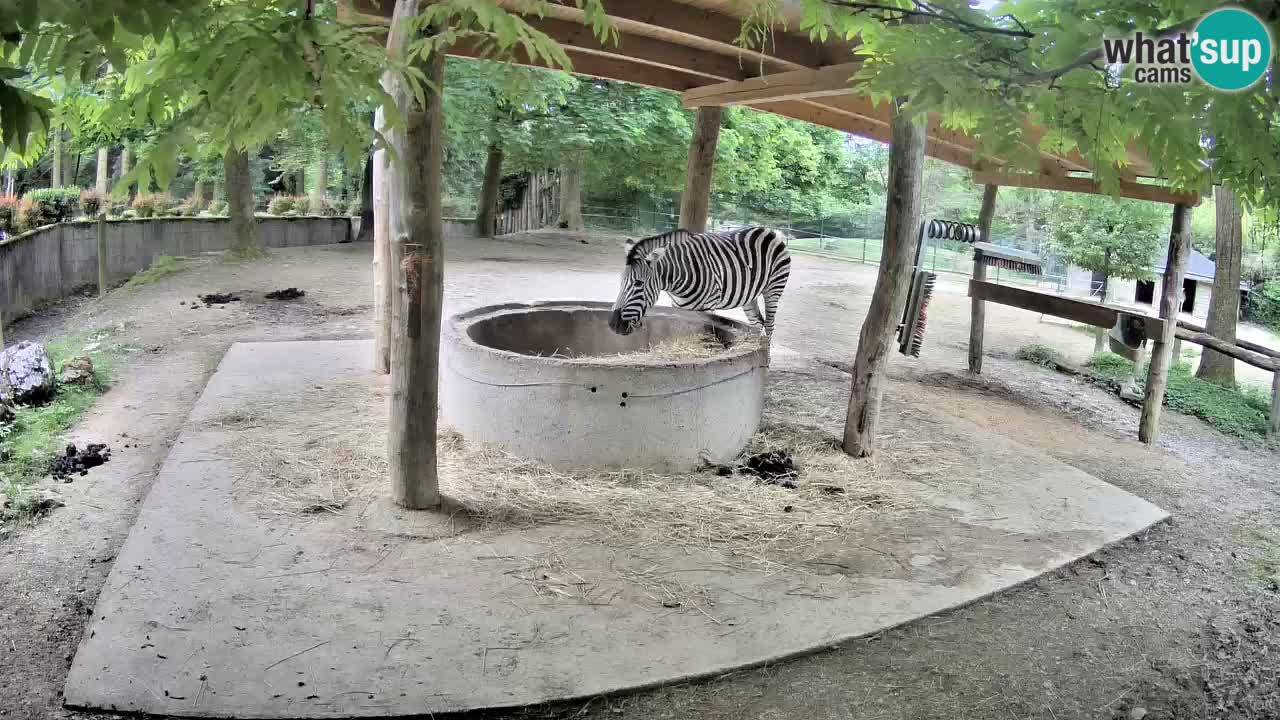 Live webcam Les zèbres in Ljubljana ZOO – Slovénie