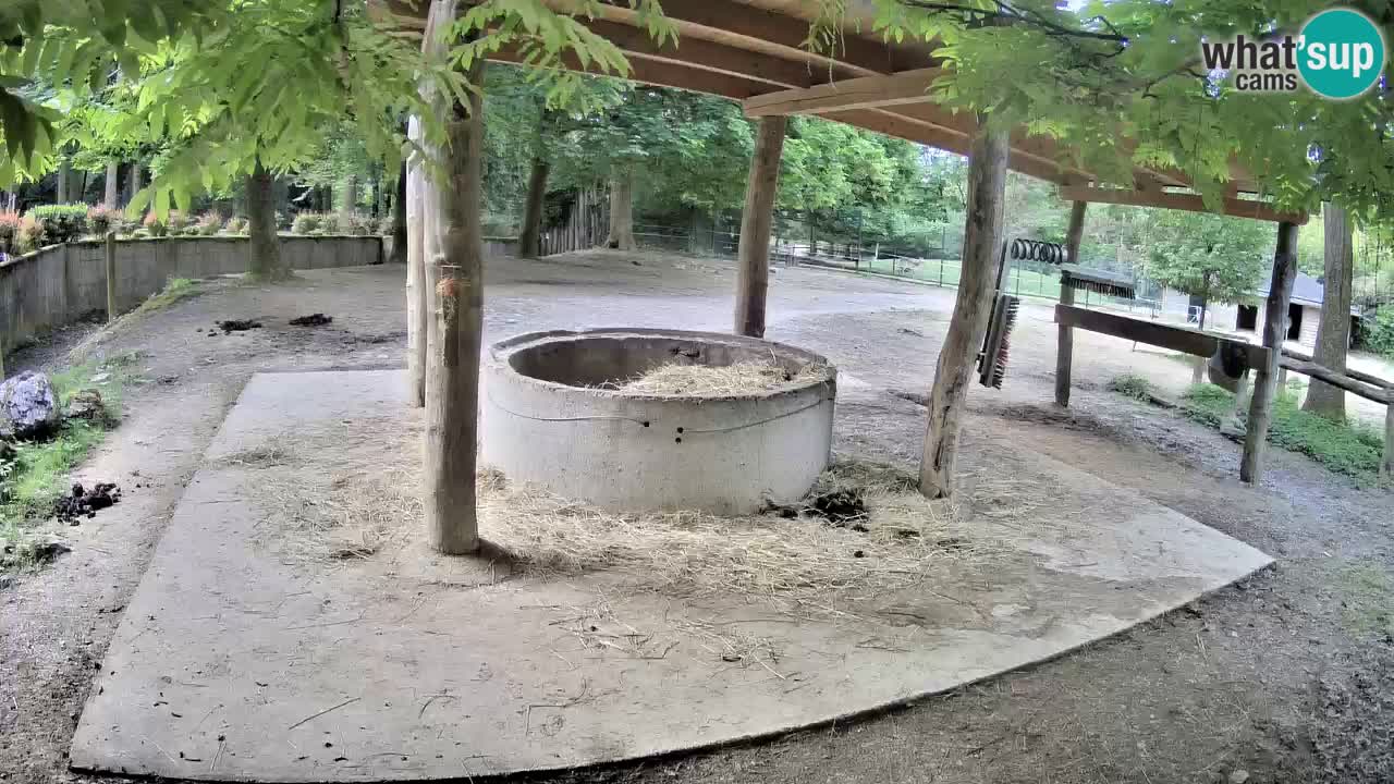 Zebre v živo v živalskem vrtu Ljubljana ZOO spletne kamere