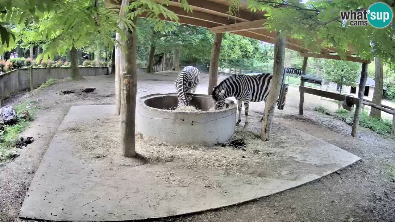 Zebre v živo v živalskem vrtu Ljubljana ZOO spletne kamere