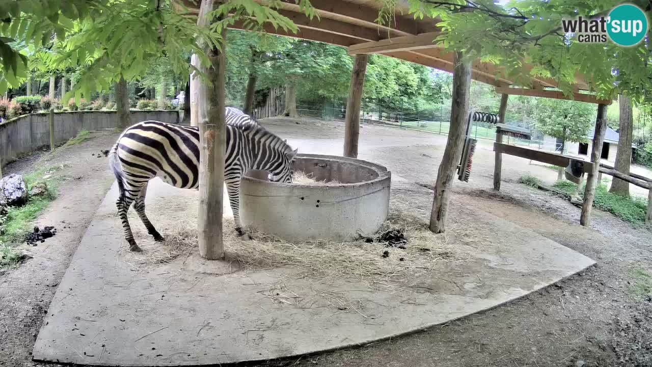Live Webcam Zebras in Ljubljana ZOO – Slowenien