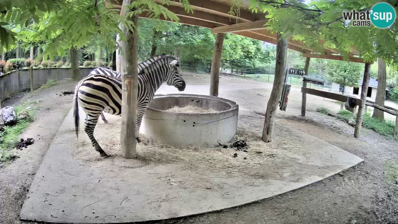 Le Zebre nello ZOO di Ljubljana – Slovenia Live webcam