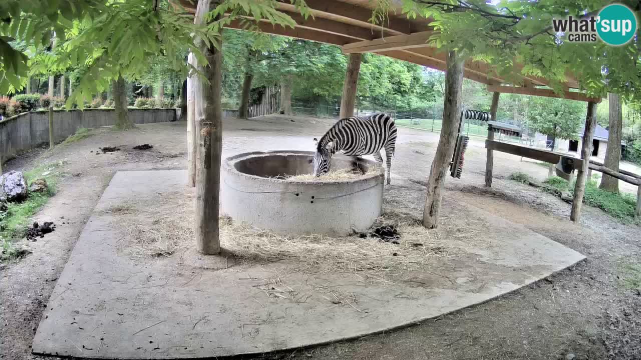 Camera en vivo Cebras in Ljubljana ZOO – Eslovenia