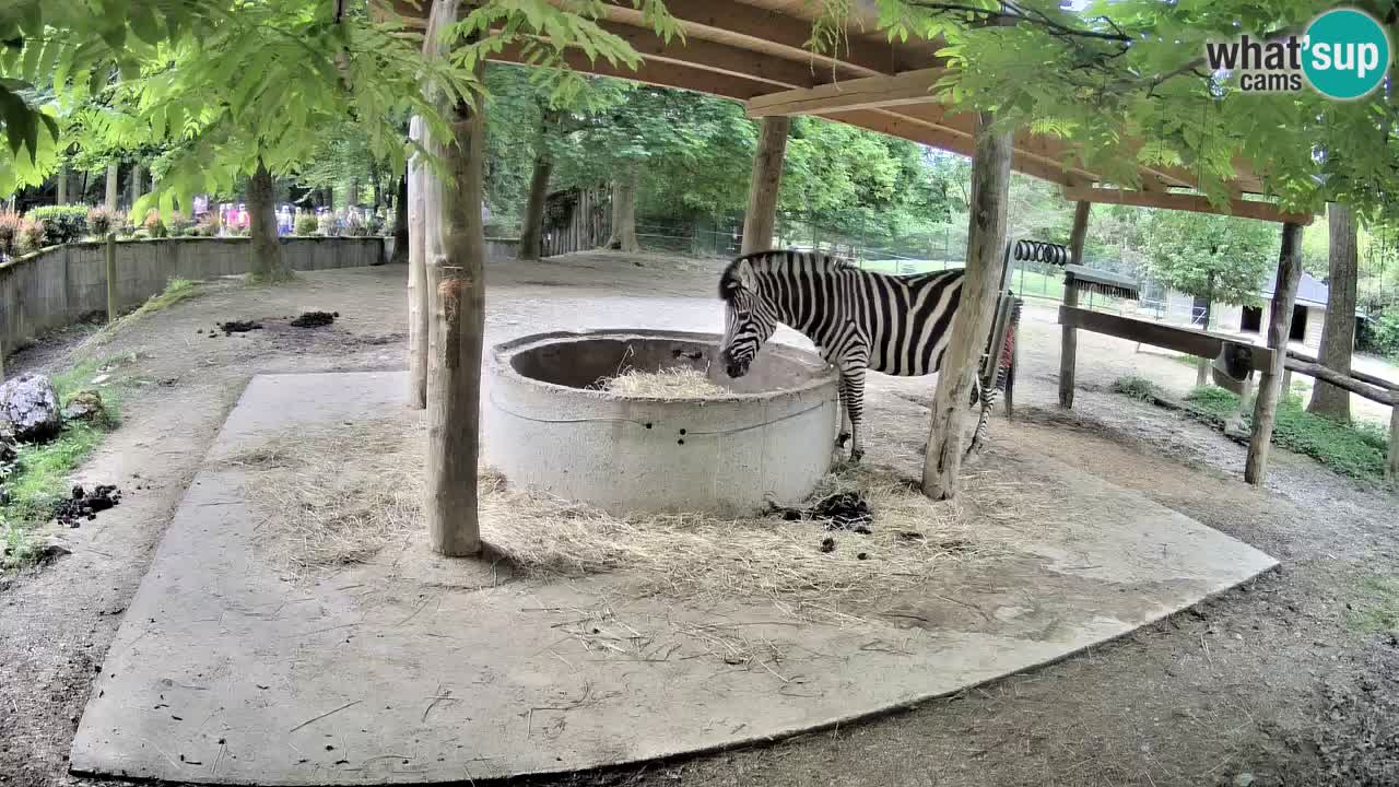Live webcam Zebras in Ljubljana ZOO – Slovenia