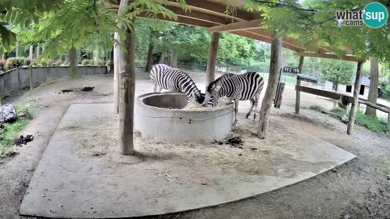 Live webcam Zebras in Ljubljana ZOO – Slovenia
