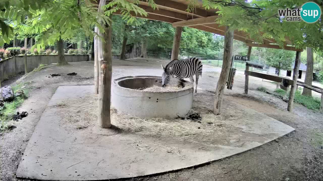 Camera en vivo Cebras in Ljubljana ZOO – Eslovenia