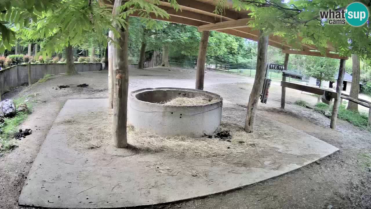 Le Zebre nello ZOO di Ljubljana – Slovenia Live webcam