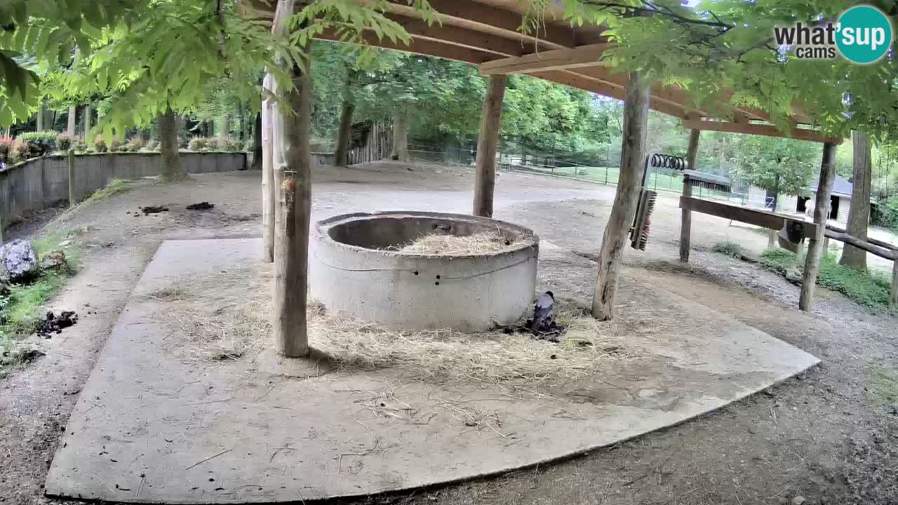 Live webcam Les zèbres in Ljubljana ZOO – Slovénie