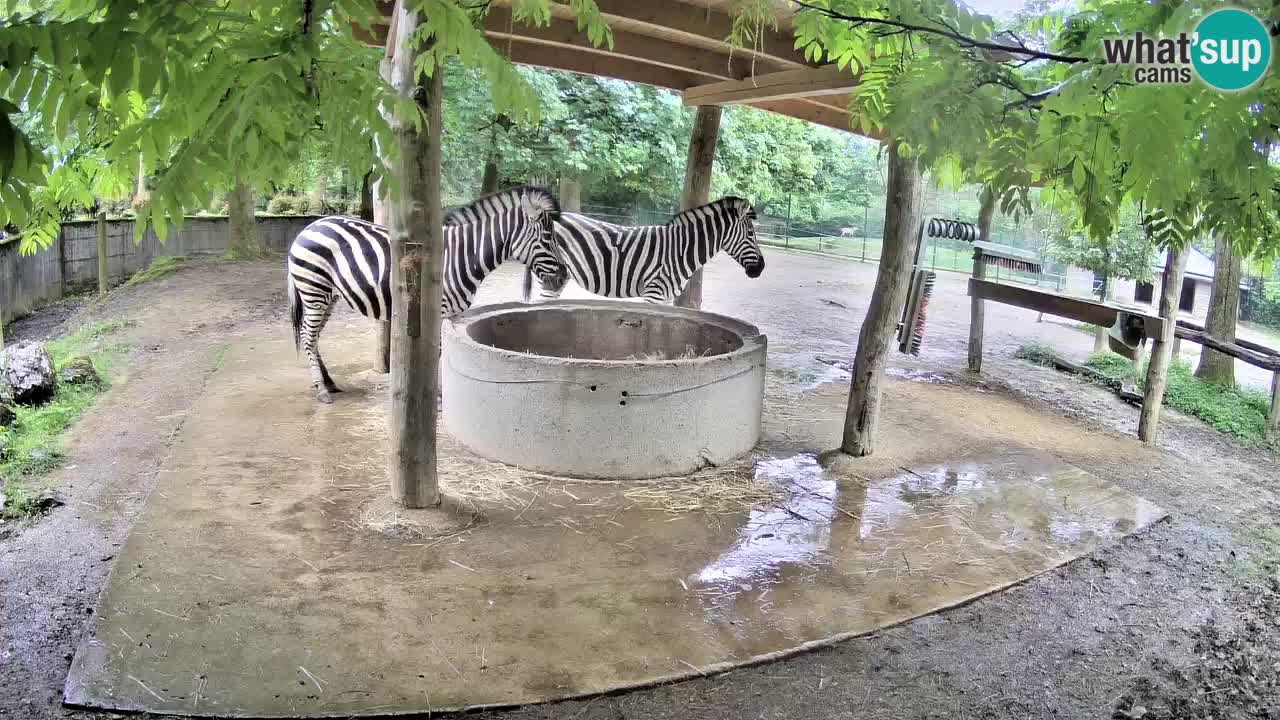 Live webcam Zebras in Ljubljana ZOO – Slovenia