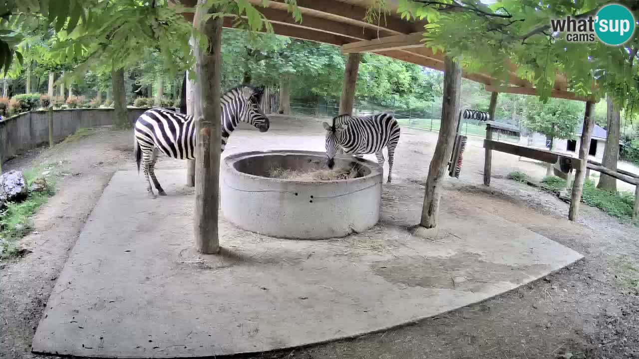 Le Zebre nello ZOO di Ljubljana – Slovenia Live webcam