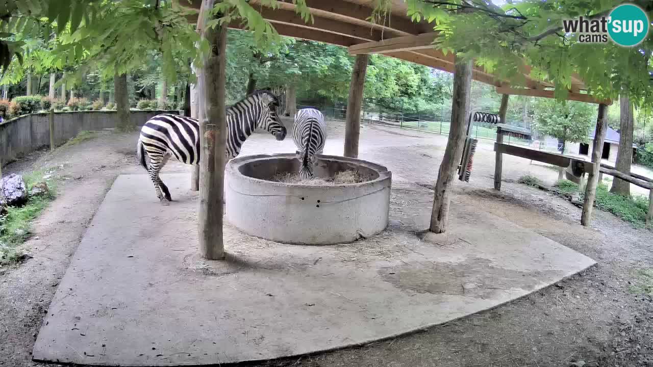 Camera en vivo Cebras in Ljubljana ZOO – Eslovenia