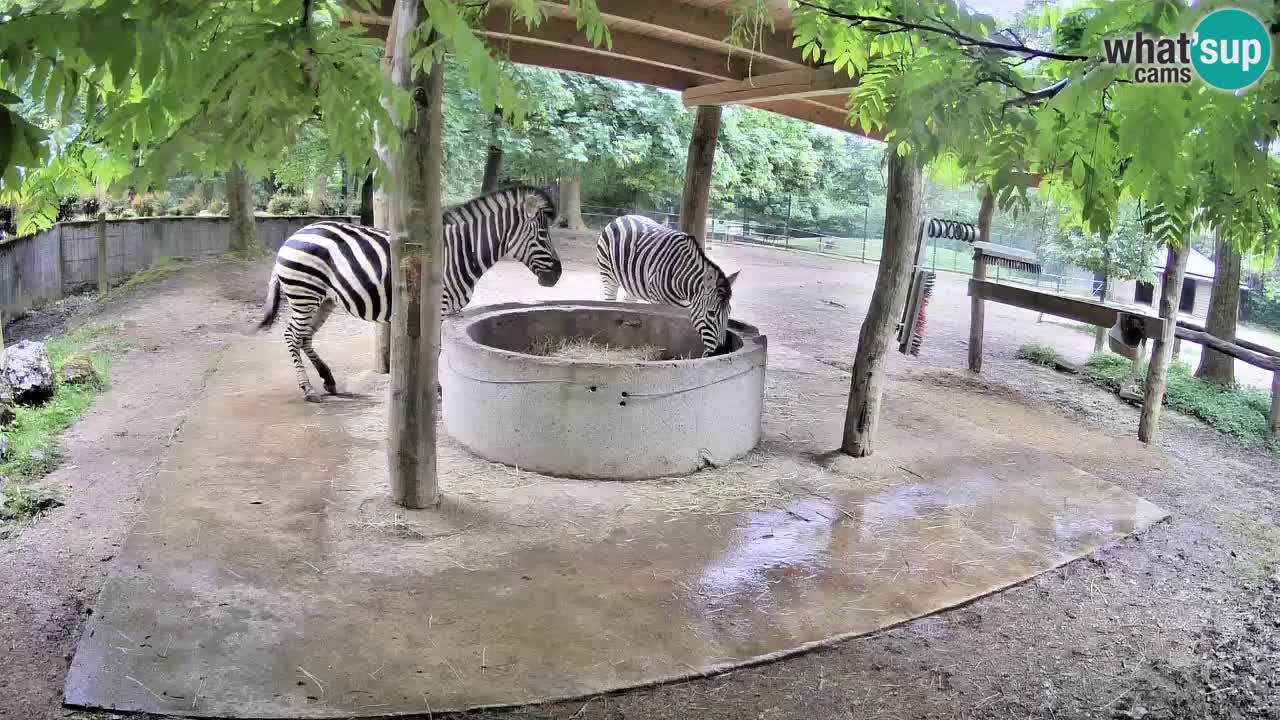 Live webcam Zebras in Ljubljana ZOO – Slovenia