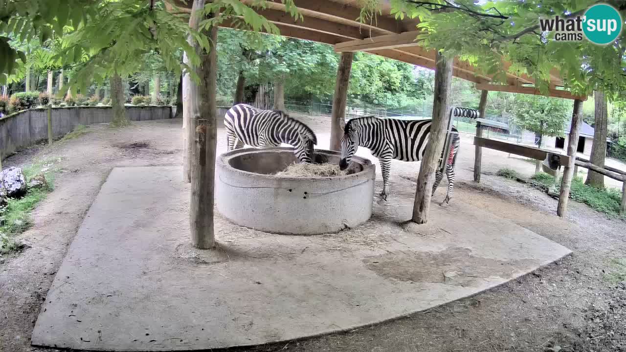 Zebre v živo v živalskem vrtu Ljubljana ZOO spletne kamere