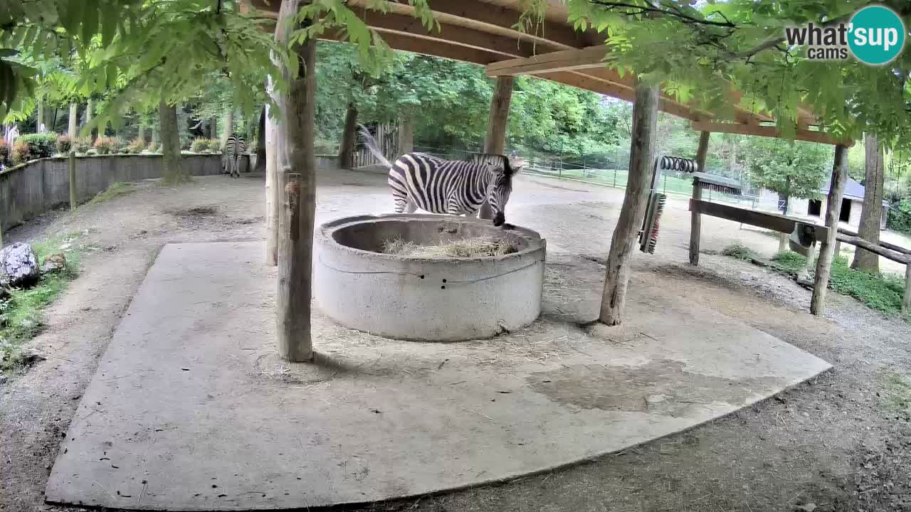 Le Zebre nello ZOO di Ljubljana – Slovenia Live webcam