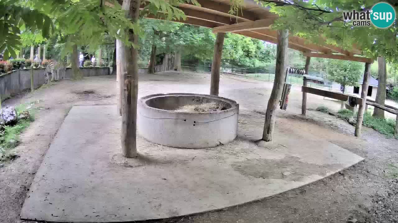 Zebre v živo v živalskem vrtu Ljubljana ZOO spletne kamere
