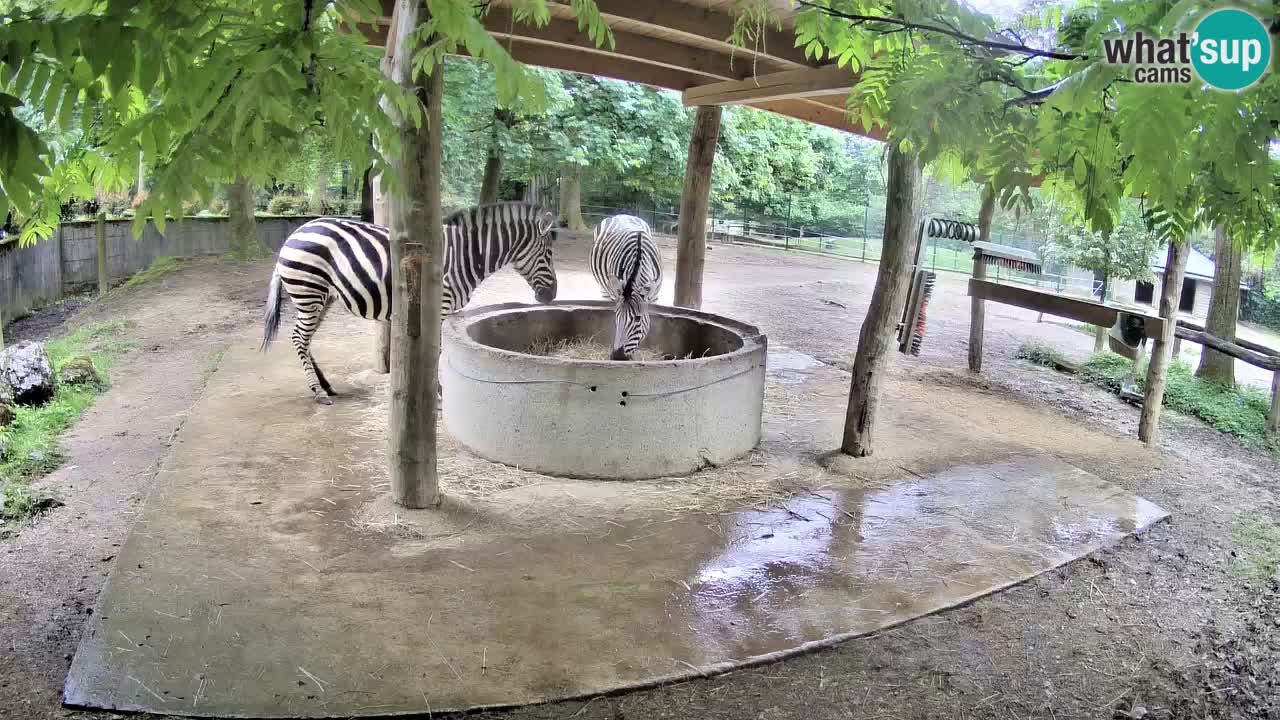 Web kamera uživo Zebras u ZOO Ljubljana – Slovenija