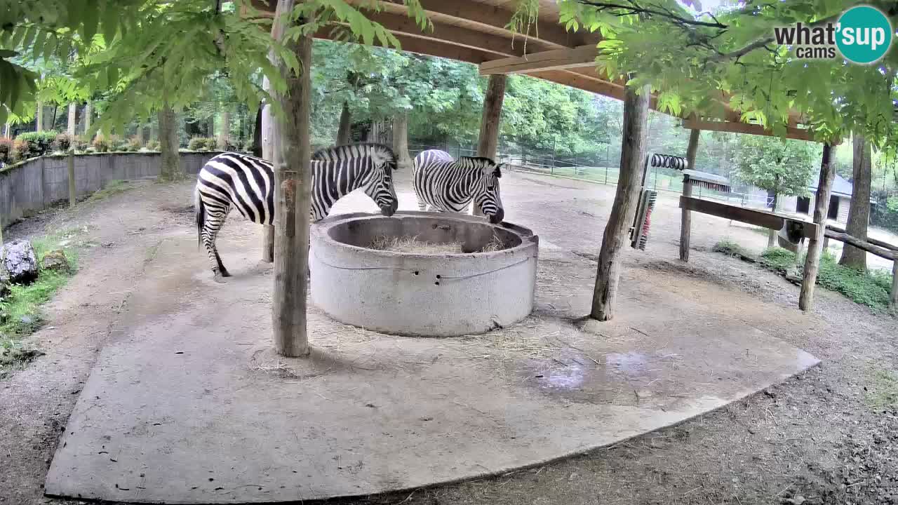 Web kamera uživo Zebras u ZOO Ljubljana – Slovenija