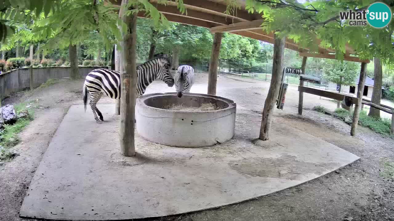 Zebre v živo v živalskem vrtu Ljubljana ZOO spletne kamere