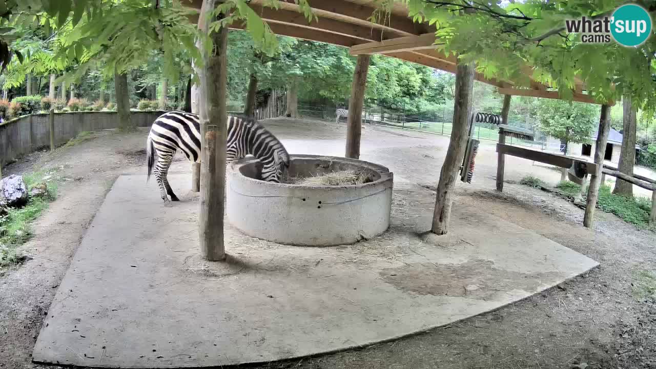 Live webcam Zebras in Ljubljana ZOO – Slovenia