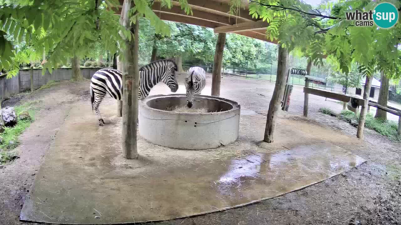 Live Webcam Zebras in Ljubljana ZOO – Slowenien