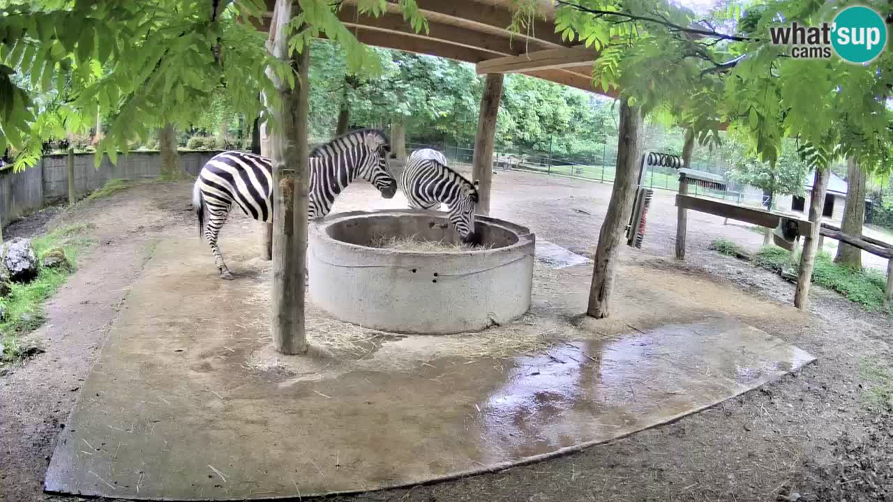 Live webcam Les zèbres in Ljubljana ZOO – Slovénie