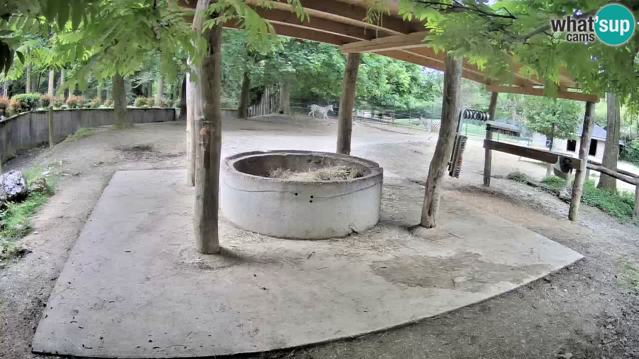 Live Webcam Zebras in Ljubljana ZOO – Slowenien