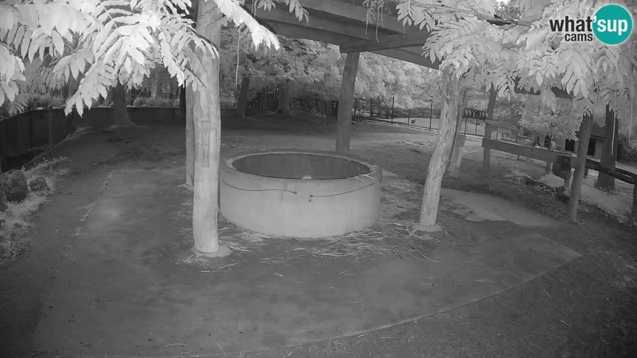 Camera en vivo Cebras in Ljubljana ZOO – Eslovenia