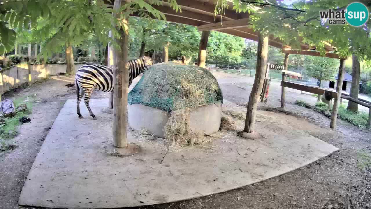 Zebre v živo v živalskem vrtu Ljubljana ZOO spletne kamere