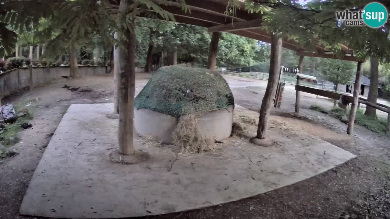 Le Zebre nello ZOO di Ljubljana – Slovenia Live webcam