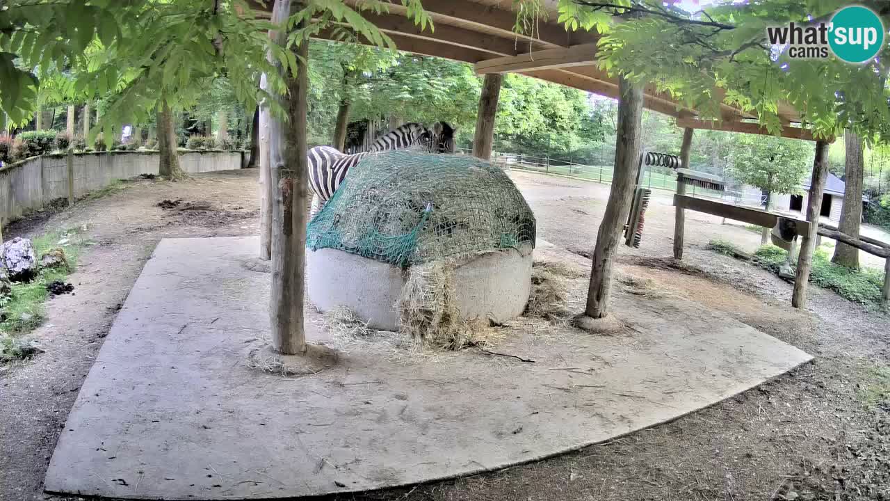 Zebre v živo v živalskem vrtu Ljubljana ZOO spletne kamere