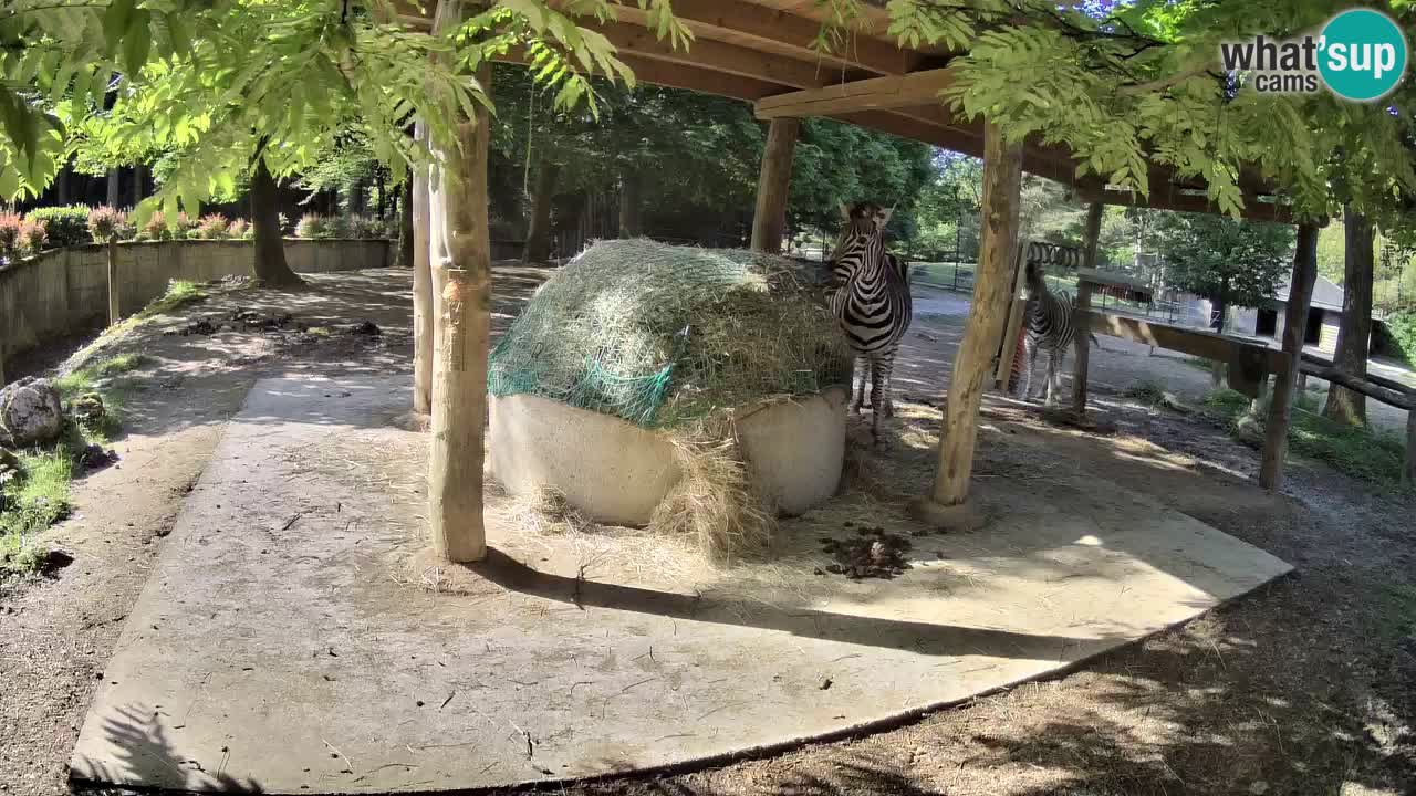Live webcam Zebras in Ljubljana ZOO – Slovenia