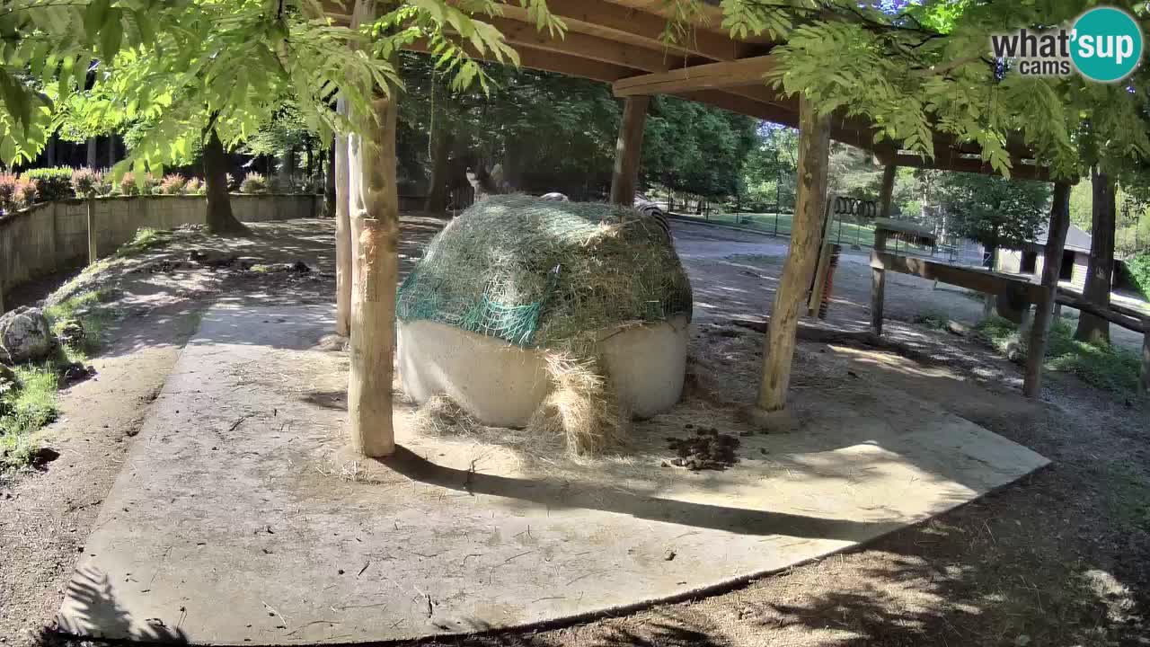 Live webcam Les zèbres in Ljubljana ZOO – Slovénie