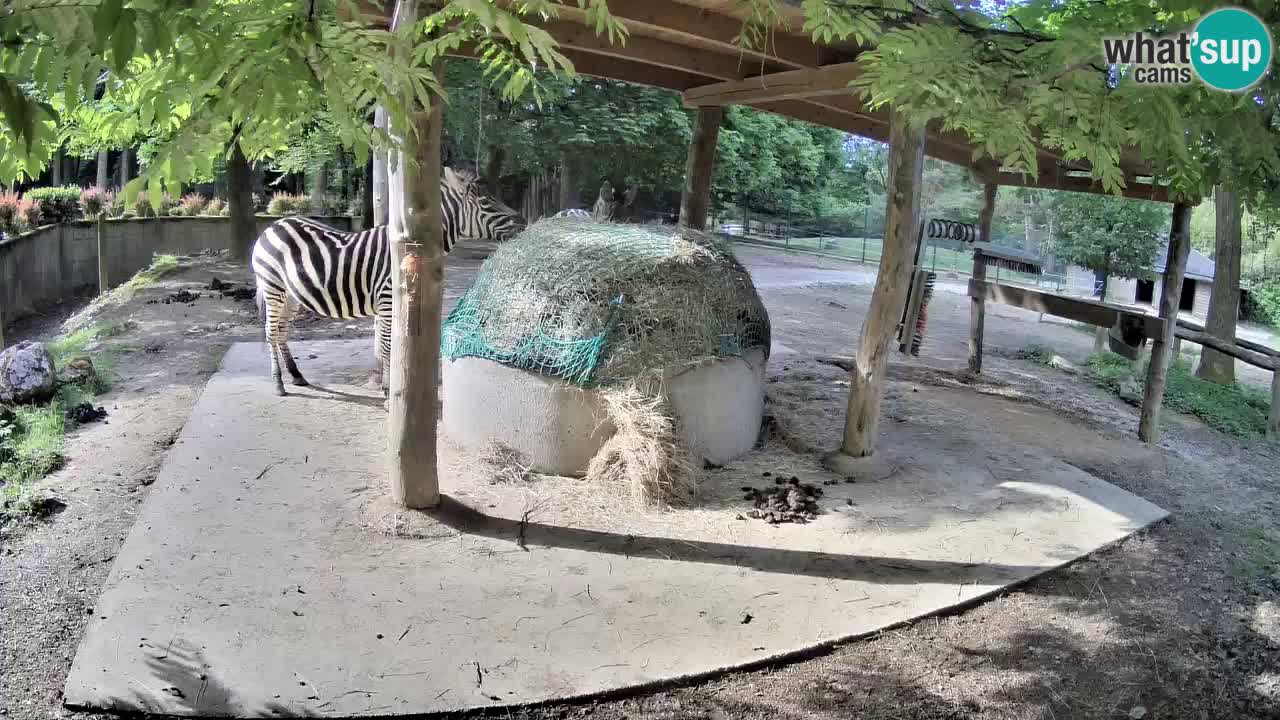 Live Webcam Zebras in Ljubljana ZOO – Slowenien