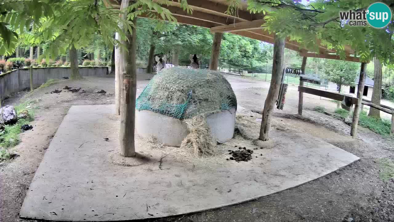 Le Zebre nello ZOO di Ljubljana – Slovenia Live webcam