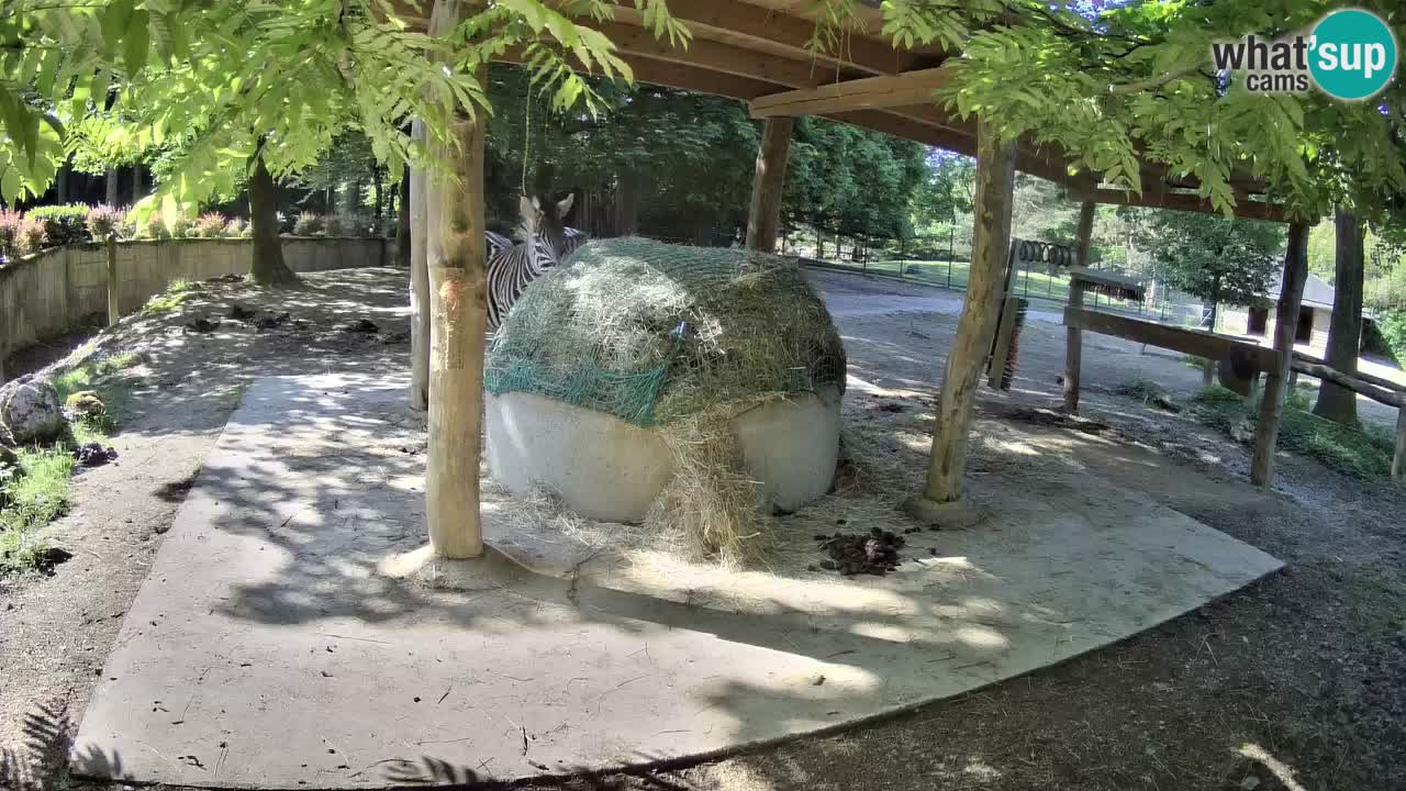 Le Zebre nello ZOO di Ljubljana – Slovenia Live webcam