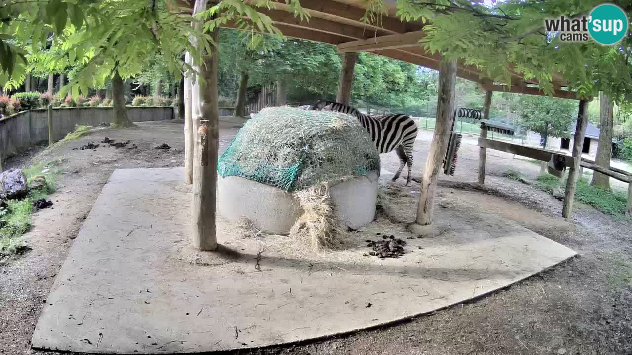 Le Zebre nello ZOO di Ljubljana – Slovenia Live webcam