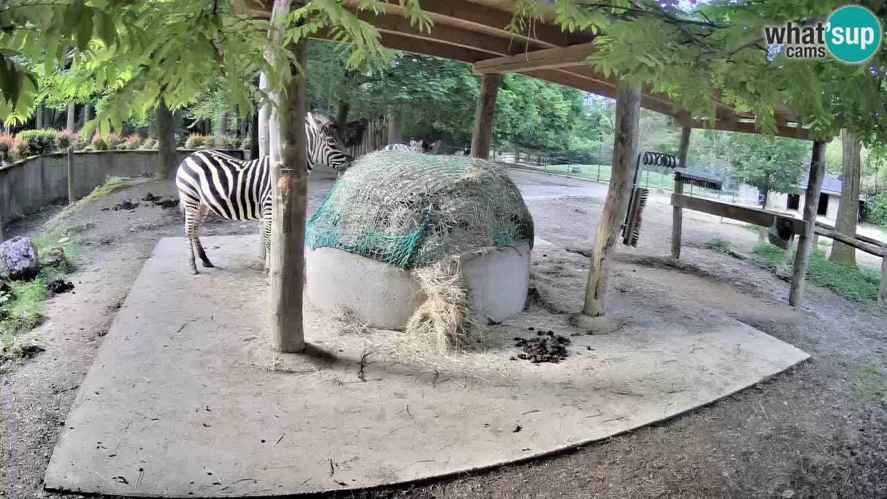 Web kamera uživo Zebras u ZOO Ljubljana – Slovenija