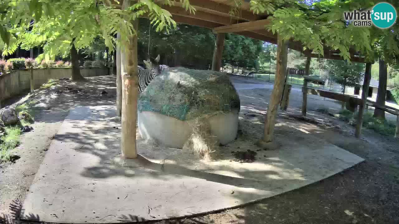 Le Zebre nello ZOO di Ljubljana – Slovenia Live webcam