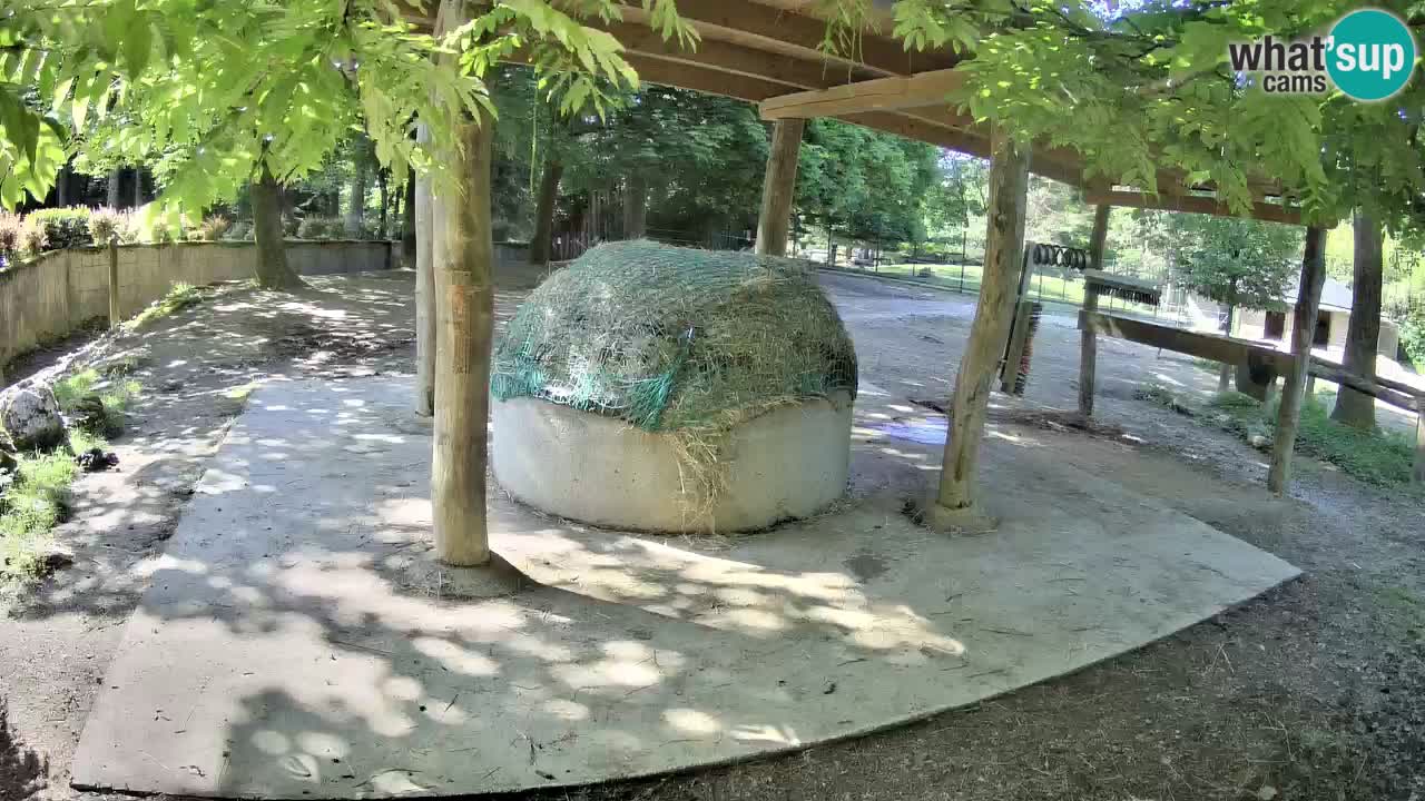 Live webcam Zebras in Ljubljana ZOO – Slovenia