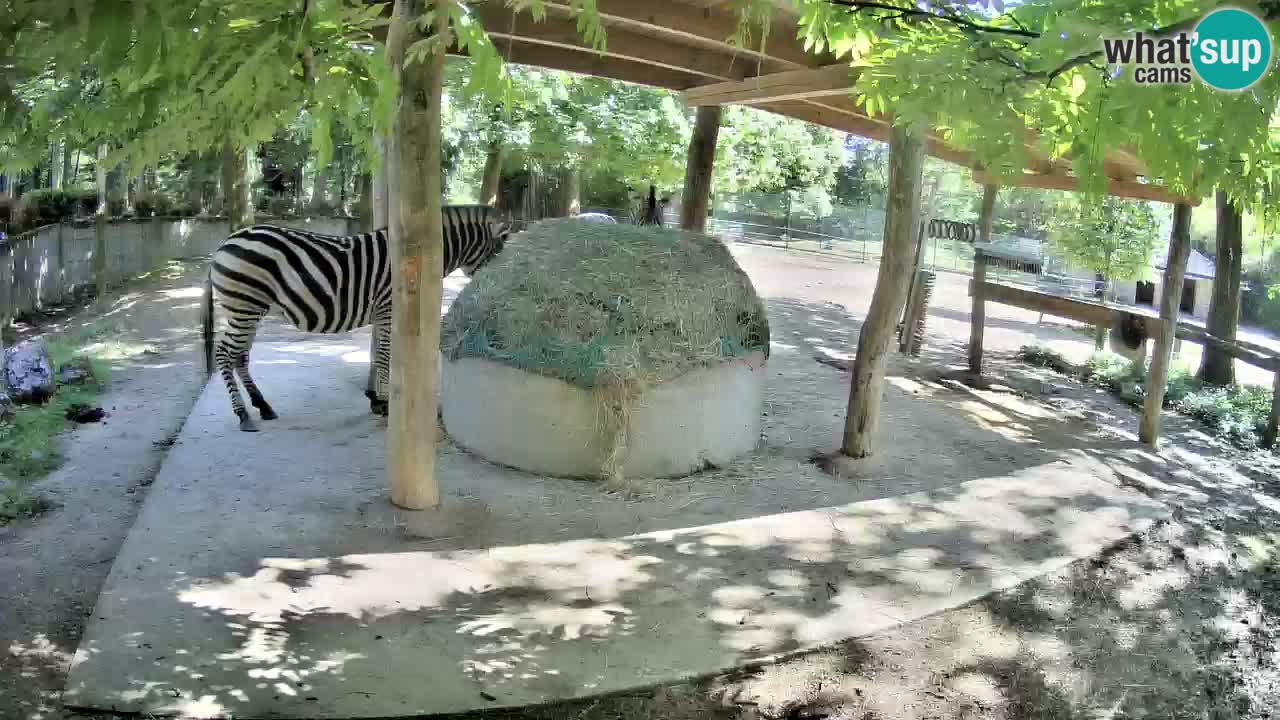 Web kamera uživo Zebras u ZOO Ljubljana – Slovenija