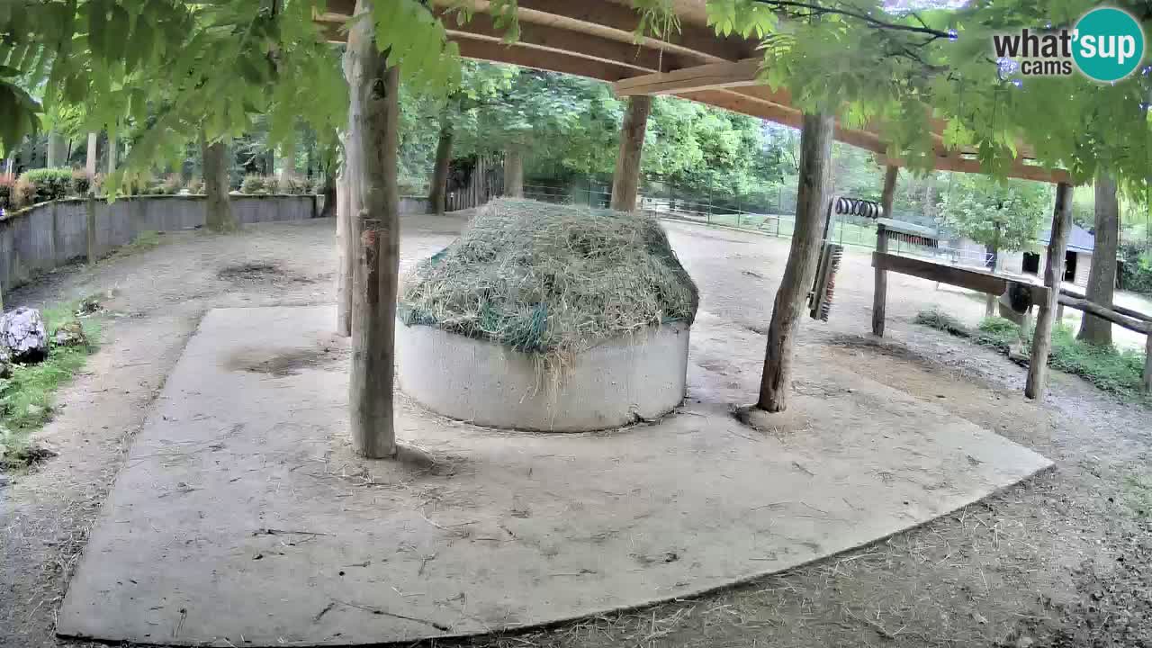 Zebre v živo v živalskem vrtu Ljubljana ZOO spletne kamere