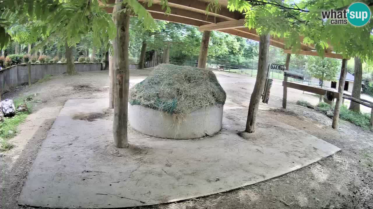 Camera en vivo Cebras in Ljubljana ZOO – Eslovenia