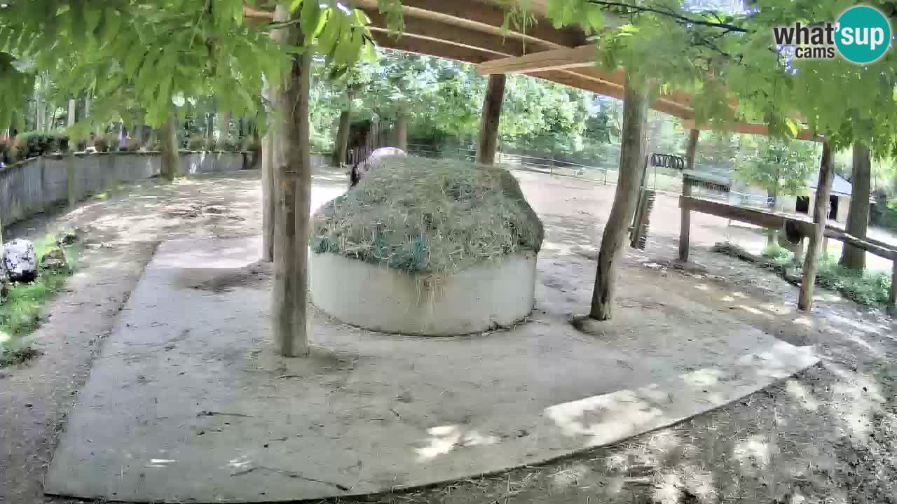 Camera en vivo Cebras in Ljubljana ZOO – Eslovenia