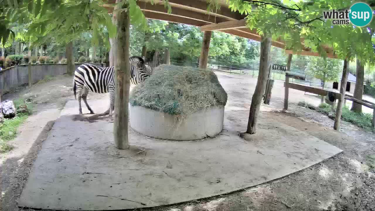Web kamera uživo Zebras u ZOO Ljubljana – Slovenija