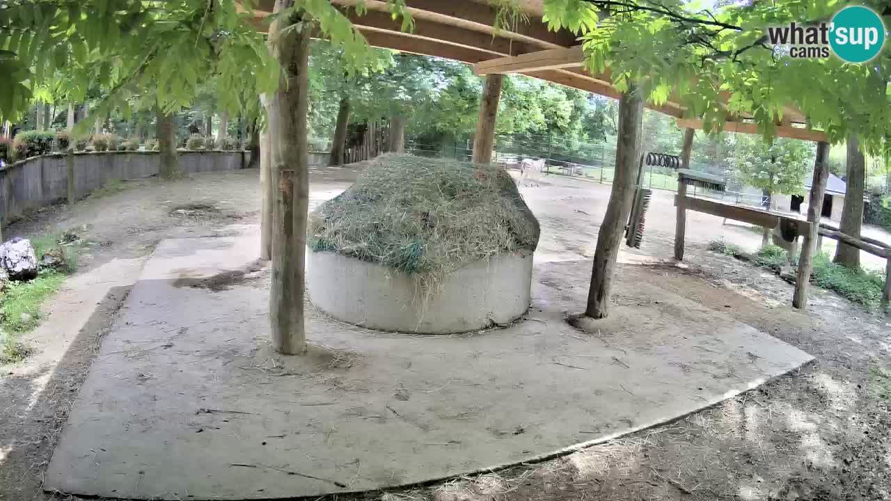 Camera en vivo Cebras in Ljubljana ZOO – Eslovenia