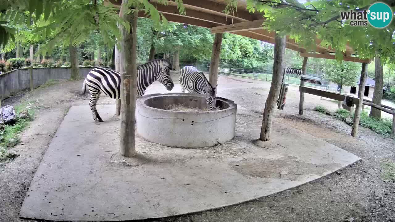 Live webcam Les zèbres in Ljubljana ZOO – Slovénie
