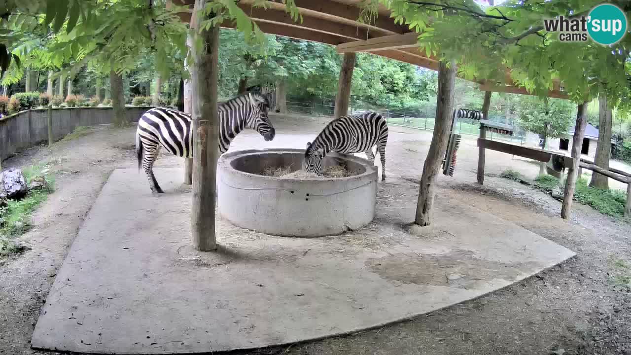 Zebre v živo v živalskem vrtu Ljubljana ZOO spletne kamere