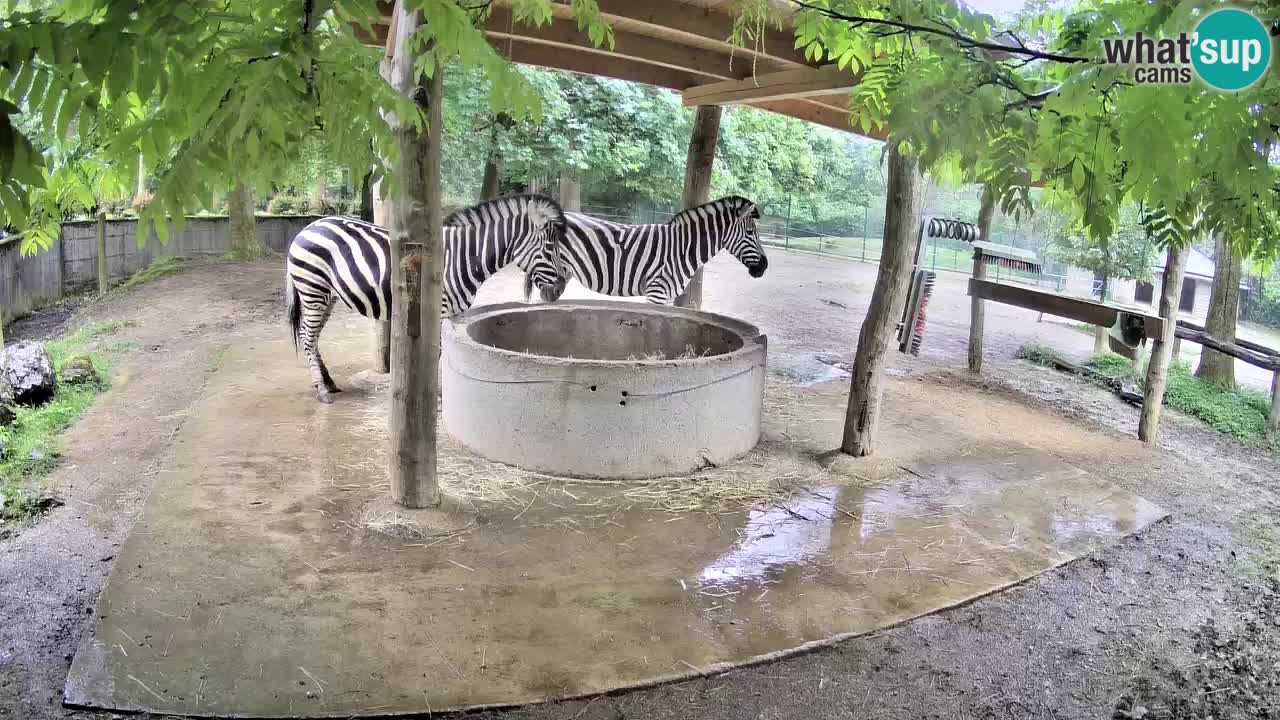 Live webcam Zebras in Ljubljana ZOO – Slovenia