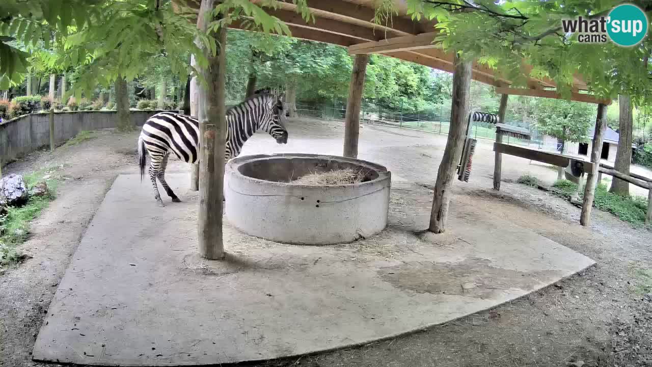 Le Zebre nello ZOO di Ljubljana – Slovenia Live webcam