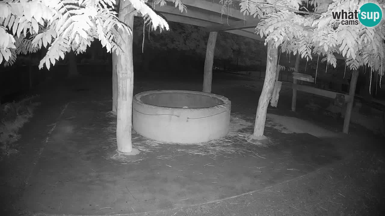 Live Webcam Zebras in Ljubljana ZOO – Slowenien